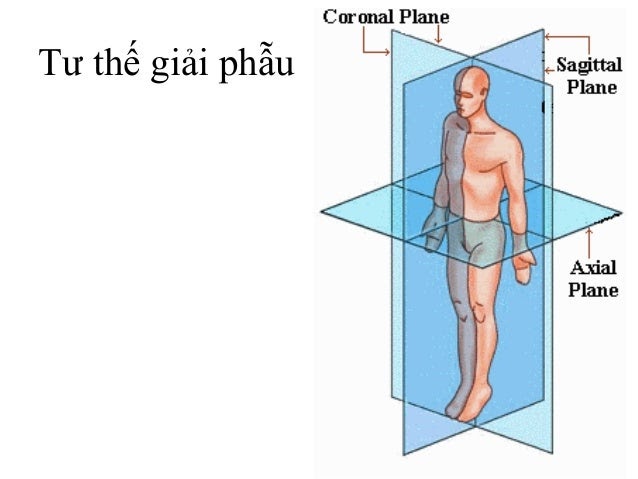 Tư thế giải phẫu