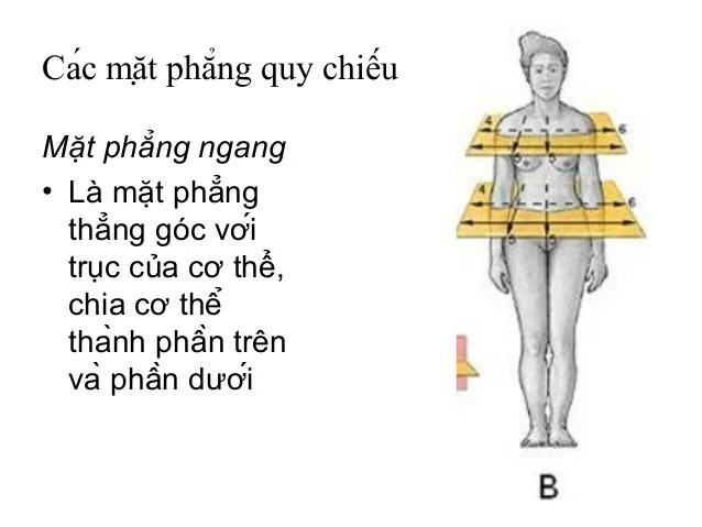 Các mặt phẳng quy chiếu giải phẫu