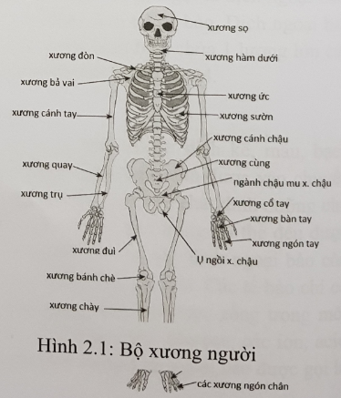 Hình 1. Hệ xương người phía trước 