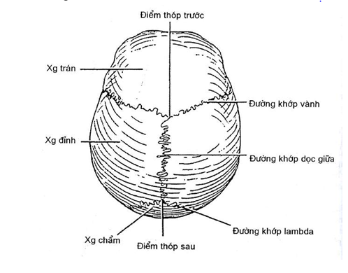 Hình 2.6. Xương sọ (Nhìn từ bên)