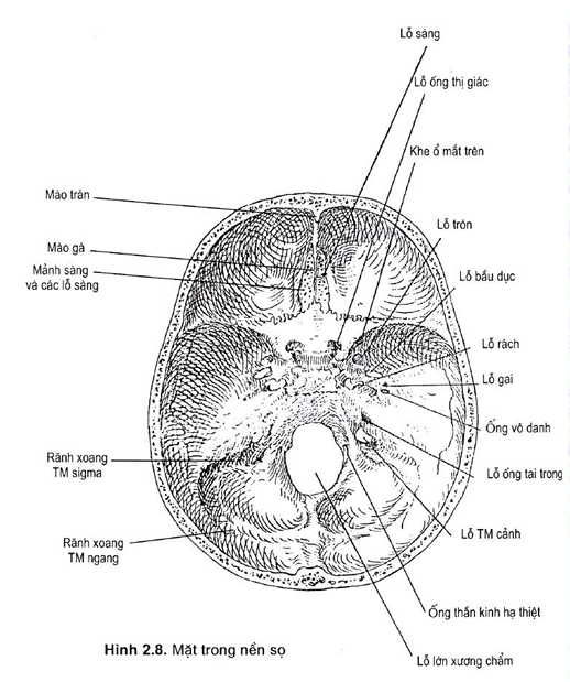 Hình 2.8. Mặt trong nền sọ