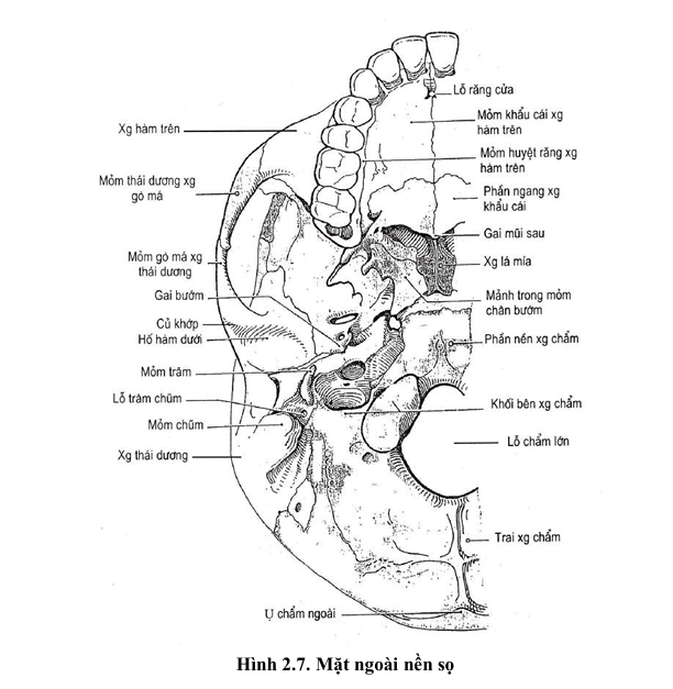 Hình 2.7. Mặt ngoài nền sọ