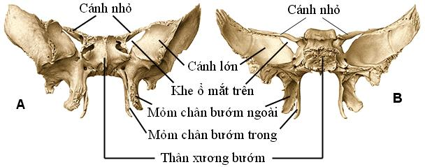 Xương bướm mặt trước và sau