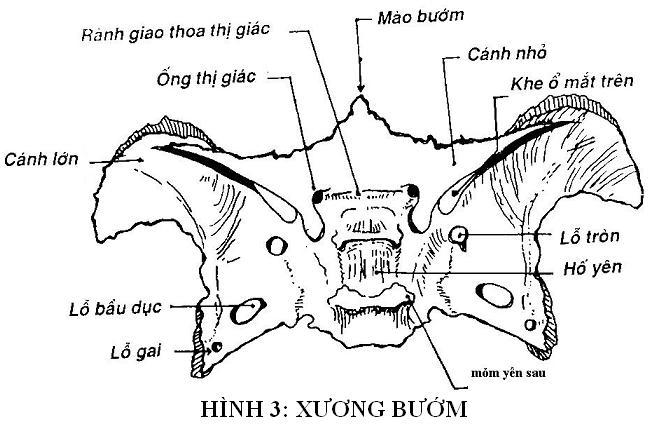 các lỗ thần kinh đi qua xương bướm