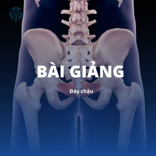 Giải phẫu 1: Đáy chậu