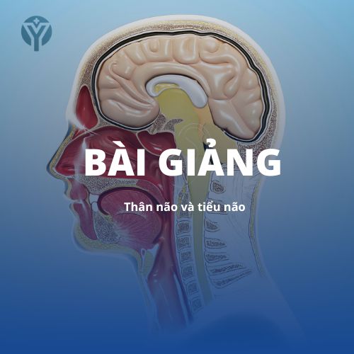 Giải phẫu 1 : Thân não và tiểu não