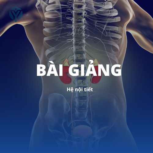 Giải phẫu 1 : Hệ nội tiết