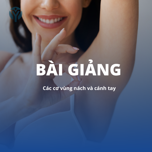 Giải phẫu 1: Các cơ vùng nách và cánh tay